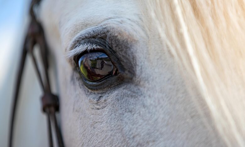 slovenija razglasila 19 maj za dan lipicanca 69692b41bb15d 1768500033