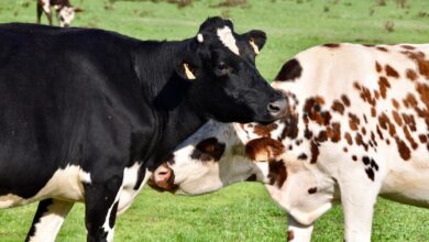 slovenske zadruge v boju s presezkom mleka in nizkimi cenami 6959675e3c71a 1767466846