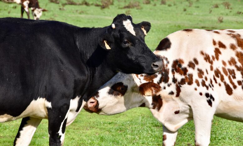 Slovenske zadruge v boju s presežkom mleka in nizkimi cenami 1 slovenske zadruge v boju s presezkom mleka in nizkimi cenami 6959675e3c71a 1767466846