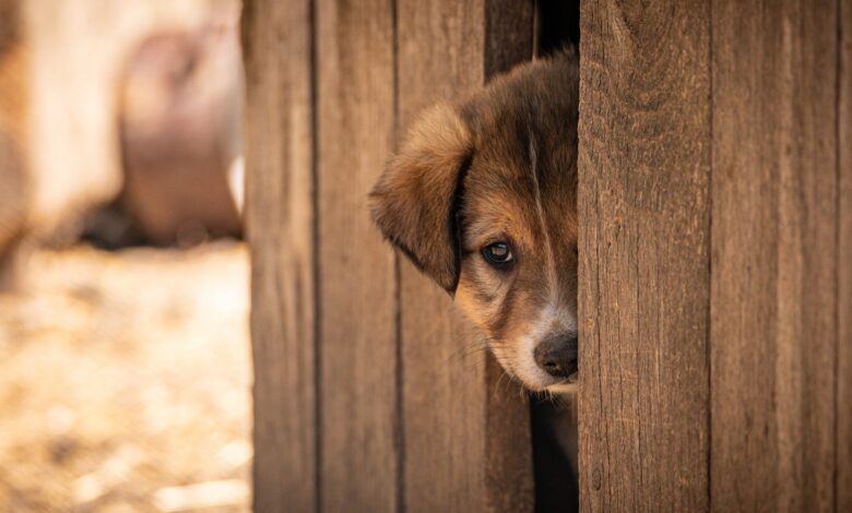 Zavetišča za živali v Sloveniji pred izzivom zaradi nove zakonodaje 1 zavetisca za zivali v sloveniji pred izzivom zaradi nove zakonodaje 6978d2fdb4be5 1769526013