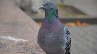 ali sokoli res lahko resijo ljubljano pred golobi 698f2e77c2a02 1770991223