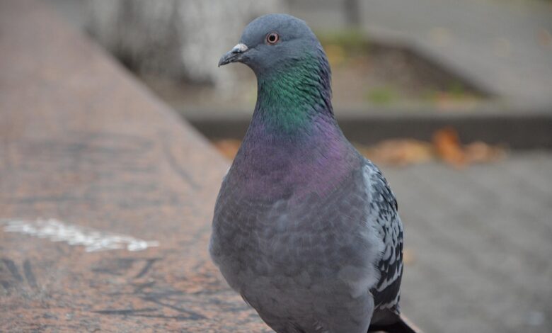 Ali sokoli res lahko rešijo Ljubljano pred golobi? 1 ali sokoli res lahko resijo ljubljano pred golobi 698f2e77c2a02 1770991223
