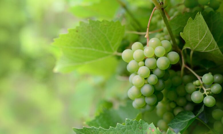 eu sprejela nov svezenj ukrepov v podporo vinarjem 698c6f497f3e8 1770811209