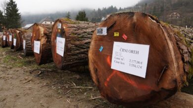 italijanski kupec placal rekordnih 30 tisoc evrov za hrastov hlod 699ffd98459eb 1772092824