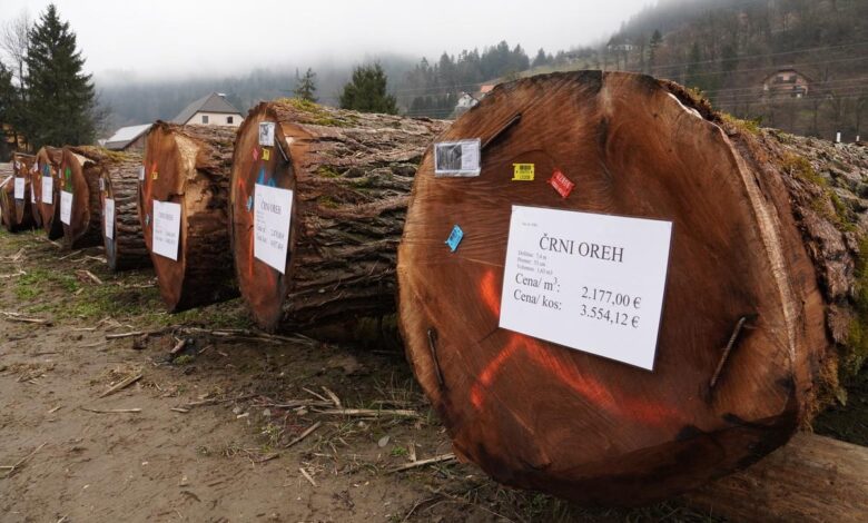 italijanski kupec placal rekordnih 30 tisoc evrov za hrastov hlod 699ffd98459eb 1772092824