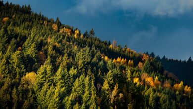 kitajci izkazujejo veliko zanimanje za slovenski les na koroskem foto 698d88b929618 1770883257