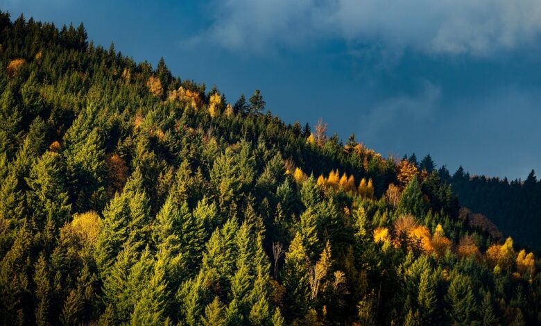 Kitajci izkazujejo veliko zanimanje za slovenski les na Koroškem #foto 1 kitajci izkazujejo veliko zanimanje za slovenski les na koroskem foto 698d88b929618 1770883257