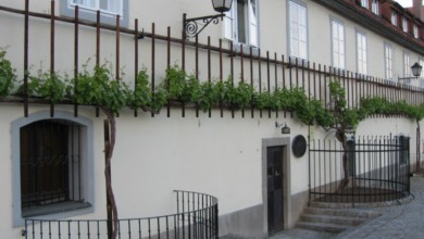 maribor premagal bordeaux vinska prestolnica evrope 2026 6982fca2ed66f 1770192034