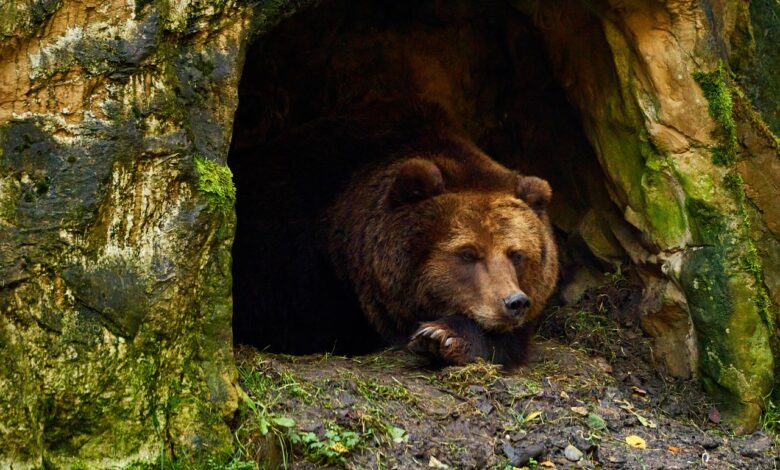 medvedka z mladicem ujeta na sneznem pohodu 69820d7f3a524 1770130815