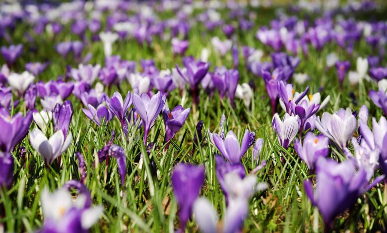 pomlad je pred vrati meteorologi navdusujejo z novo vremensko napovedjo 699d68a072278 1771923616