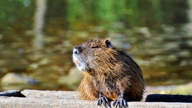 savsko naselje podgane na dvoriscu kdo nosi odgovornost 69944a4c1a85c 1771326028