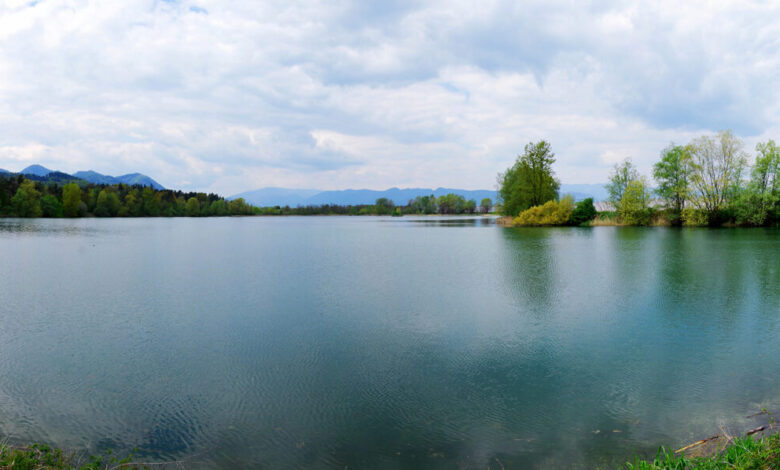 sporen posek v parku vrbje brez dovoljenj in ogorcenje javnosti 69a027d56d724 1772103637