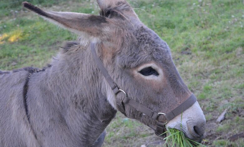 Strog nadzor nad jahanjem oslov na Santoriniju zaradi prekomerne teže turistov 1 strog nadzor nad jahanjem oslov na santoriniju zaradi prekomerne teze turistov 698834948e71e 1770534036