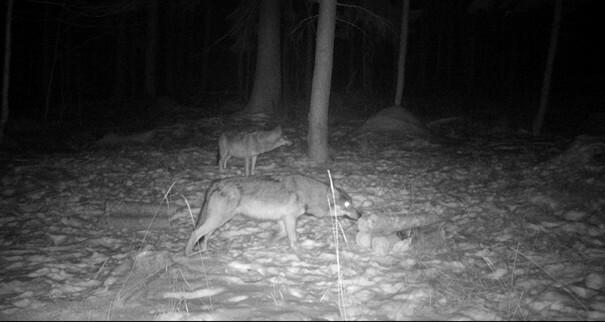 volkovi se vracajo pohorje ozivlja z naravnim ravnovesjem 699080010d5b3 1771077633