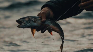 ali so ribe iz jadranskega morja se vedno varne za uzivanje 69c54a0ce7c34 1774537228