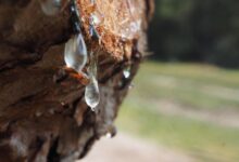 cudez narave brezov sok iz gorjancev navdusuje vse vec ljudi 69bd9959ab9ac 1774033241