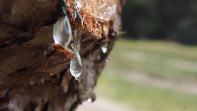 cudez narave brezov sok iz gorjancev navdusuje vse vec ljudi 69bd9959ab9ac 1774033241