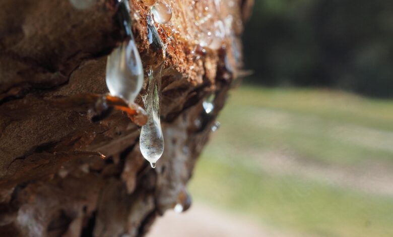 cudez narave brezov sok iz gorjancev navdusuje vse vec ljudi 69bd9959ab9ac 1774033241