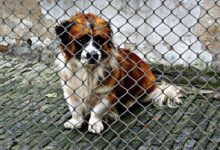 eu napoveduje nova pravila za zascito hisnih ljubljenckov 69bedcbc16f12 1774116028