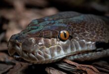 kace na piramidi opozorilo za varne poti v mariboru 69b69153d43b5 1773572435