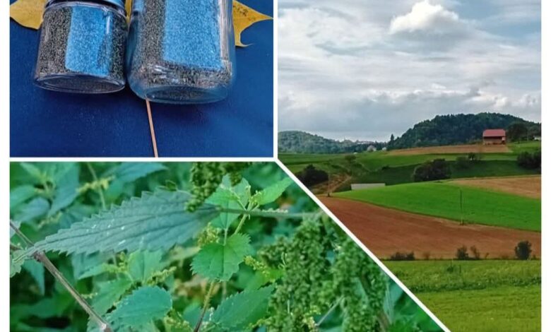 kopriva naravna resitev ki krepi zensko zdravje 69b7aaadb60a2 1773644461