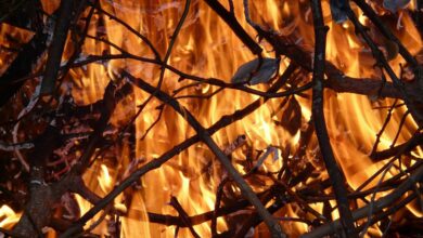 kurjenje vejevja na vrtu nikar kazni za krsitelje so visoke 69ac134cec95d 1772884812