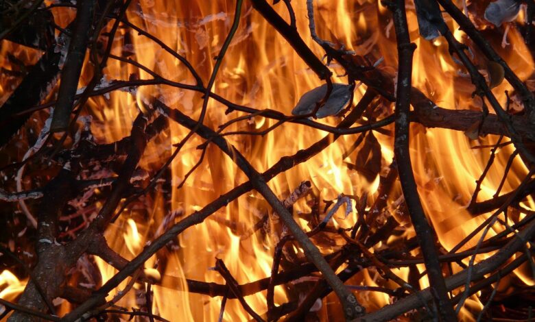 kurjenje vejevja na vrtu nikar kazni za krsitelje so visoke 69ac134cec95d 1772884812