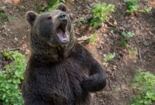 medvedi na dolenjskem iskanje resitev za napade na smeti 69bd530b718ad 1774015243