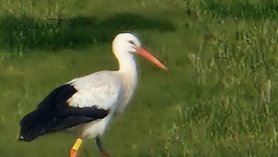na dolenjskem ustvarili boljse pogoje za gnezdenje storkelj 69cb8d2faf7df 1774947631