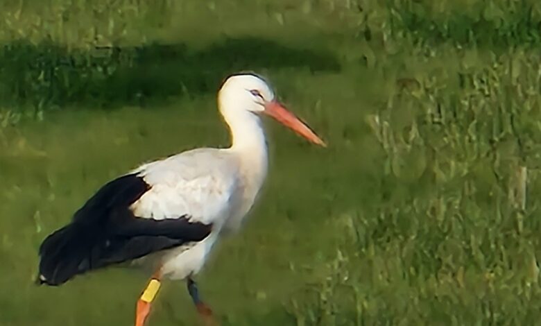 na dolenjskem ustvarili boljse pogoje za gnezdenje storkelj 69cb8d2faf7df 1774947631