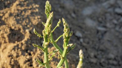 nevarna najdba odkrita med nabiranjem spargljev 69c422b81d0d0 1774461624