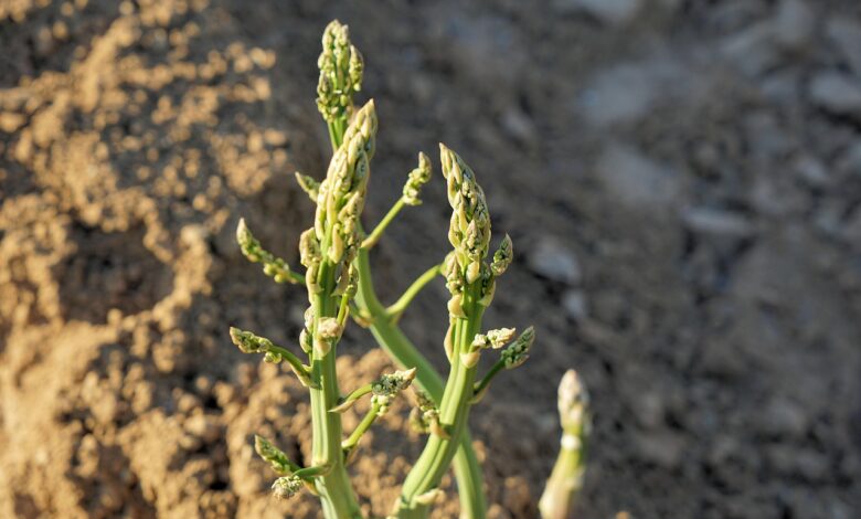 nevarna najdba odkrita med nabiranjem spargljev 69c422b81d0d0 1774461624