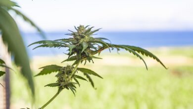 obsezna kriminalisticna akcija v ljubljani zasezeni bonboni s konopljo in e cigarete 69bc2b9f27073 1773939615