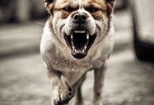 pes ugriznil dve leti staro deklico v kopru 69c12b5ca4729 1774267228