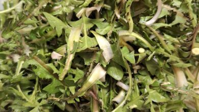 raziskovanje regratove korenine od laboratorija do potencialnih terapij 69a40027535cc 1772355623