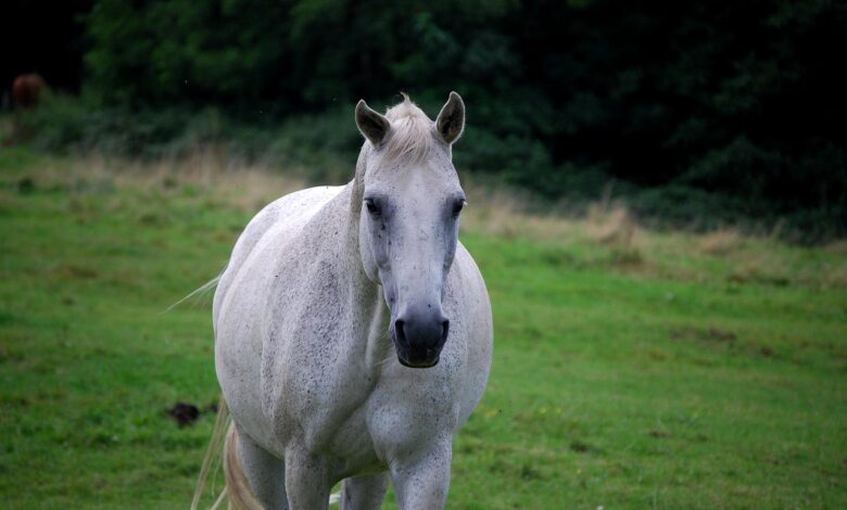 v kobilarni lipica se je rodila prva letosnja zrebicka foto 69a99ae2e0075 1772722914