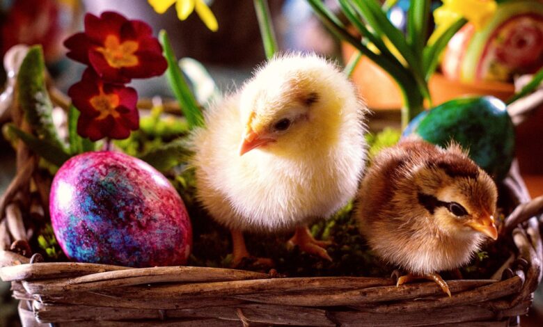 Velikonočni okusi oživljajo tradicijo v Dolenjskih Toplicah #video 1 velikonocni okusi ozivljajo tradicijo v dolenjskih toplicah video 69ca9015c3f01 1774882837