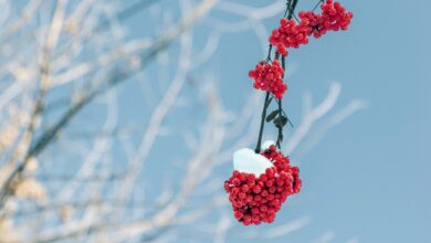 vremenska napoved hladnejsi zrak prinasa sneg v nizine 69bea47708480 1774101623