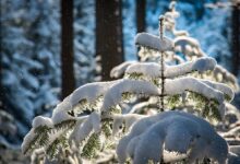 vremenska napoved mocne padavine nevihte in spuscanje meje snezenja 69c1396fc4617 1774270831