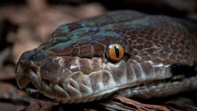 vznemirjenost v indiji kace ki so jih zamenjali za korenine 69bd28c9de92c 1774004425