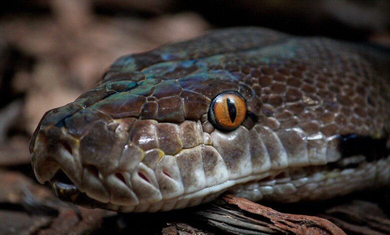 Vznemirjenost v Indiji: Kače, ki so jih zamenjali za korenine 1 vznemirjenost v indiji kace ki so jih zamenjali za korenine 69bd28c9de92c 1774004425