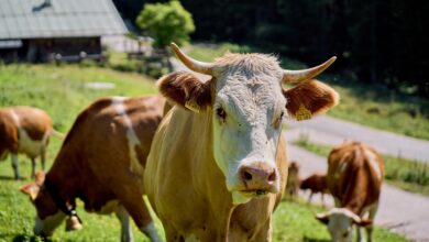 zadnji rok za cepljenje zivali proti modrikastemu jeziku se bliza 69b450fa5442a 1773424890
