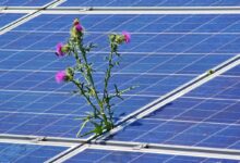 celje postavlja temelje trajnosti z novimi soncnimi elektrarnami 69eb93983ba6f 1777046424