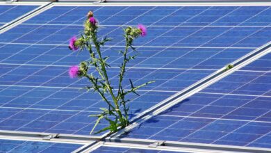 celje postavlja temelje trajnosti z novimi soncnimi elektrarnami 69eb93983ba6f 1777046424