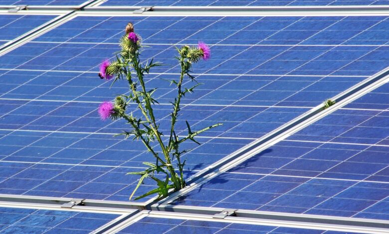 celje postavlja temelje trajnosti z novimi soncnimi elektrarnami 69eb93983ba6f 1777046424