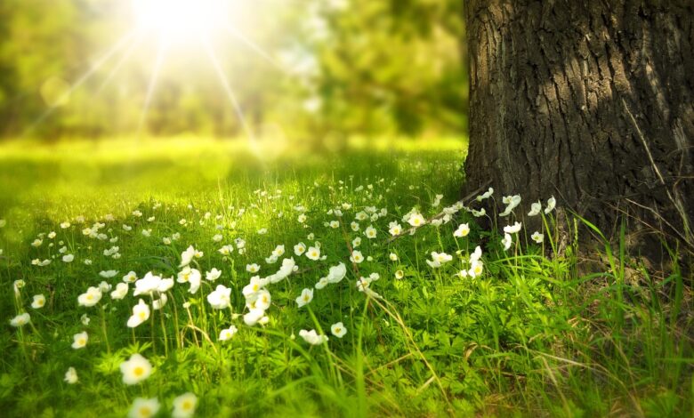 cistilna akcija v crnomlju projekt zeleni kilometer ozivi bregove rek 69e24b0c1fd28 1776438028