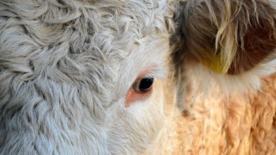 dramaticen pozar v krakovskem gozdu in neuspesno iskanje telicka z dronom 69de568d72b35 1776178829