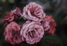 festival vrtnic v novi gorici dozivetje ki zdruzuje kulturo in naravo 69e9fbbb4aa6b 1776942011