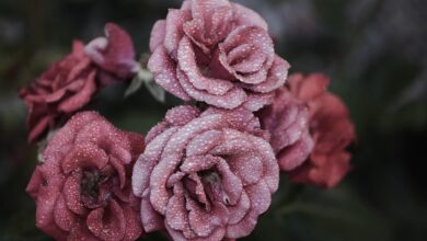 festival vrtnic v novi gorici dozivetje ki zdruzuje kulturo in naravo 69e9fbbb4aa6b 1776942011