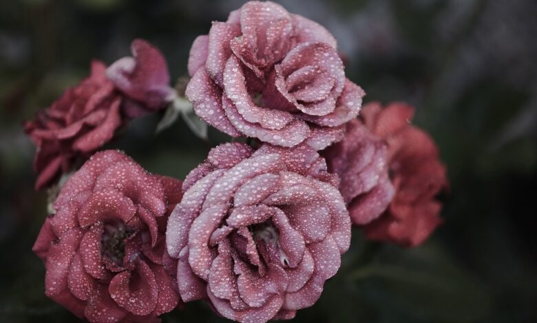 festival vrtnic v novi gorici dozivetje ki zdruzuje kulturo in naravo 69e9fbbb4aa6b 1776942011